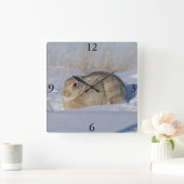 R5 Cottontail Kaninchen im Schnee Quadratische Wanduhr (Zuhause)
