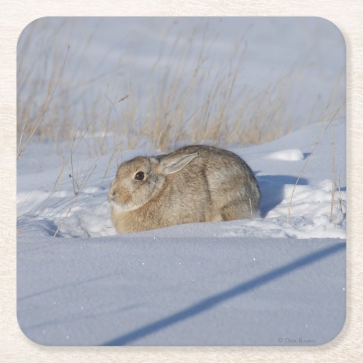 R5 Cottontail Rabbit Rechteckiger Pappuntersetzer (Vorderseite)