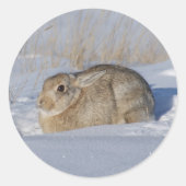 R5 Cottontail Rabbit Runder Aufkleber (Vorderseite)