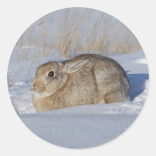 R5 Cottontail Rabbit Runder Aufkleber