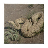 R6 Prairie Rattlesnake Fliese (Vorderseite)
