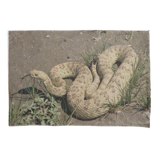 R6 Prairie Rattlesnake Kissenbezug (Vorderseite)