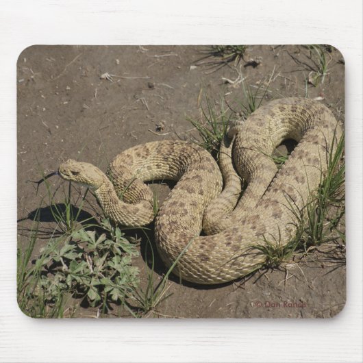 R6 Prairie Rattlesnake Mousepad (Vorne)