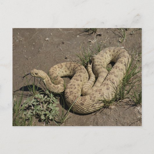 R6 Prairie Rattlesnake Postkarte (Vorderseite)