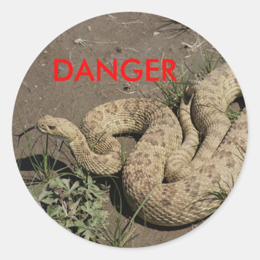 R6 Prairie Rattlesnake Runder Aufkleber (Vorderseite)