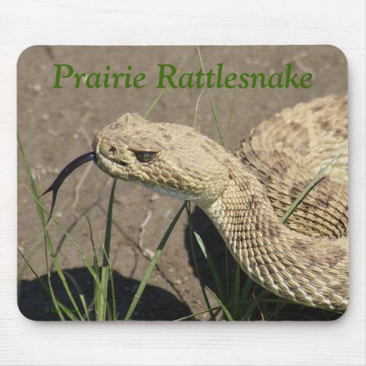R8 Prairie Rattlesnake Head Mousepad (Vorne)