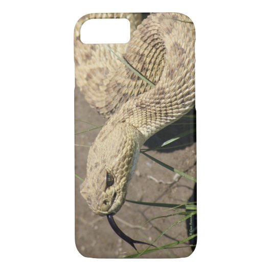 R8 Prairie Rattlesnake Head Shot Case-Mate iPhone Hülle (Rückseite)