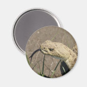 R8 Prairie Rattlesnake Head Shot Magnet (Vorderseite/Rückseite)