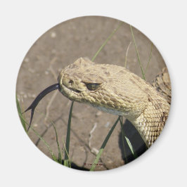 R8 Prairie Rattlesnake Head Shot Magnet