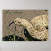 R8 Prairie Rattlesnake Head Shot Poster (Vorne)