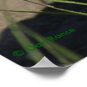 R8 Prairie Rattlesnake Head Shot Poster (Ecke)