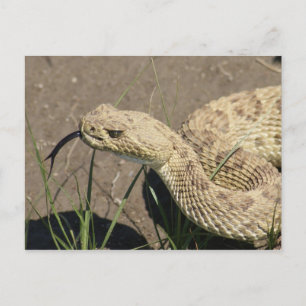R8 Prairie Rattlesnake Head Shot Postkarte