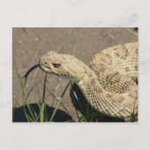 R8 Prairie Rattlesnake Head Shot Postkarte (Vorderseite)