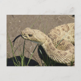 R8 Prairie Rattlesnake Head Shot Postkarte