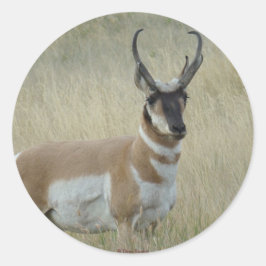 R8 Pronghorn Antelope Dark Face Runder Aufkleber