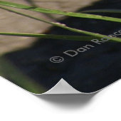 R8-Schlangenkopfschuss Poster (Ecke)