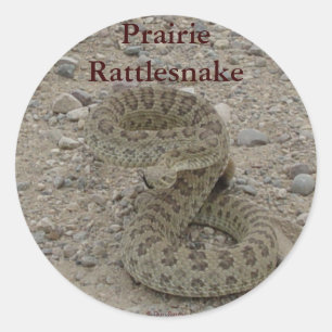 R9 Prairie-Klapperschlange Gewunden Runder Aufkleber