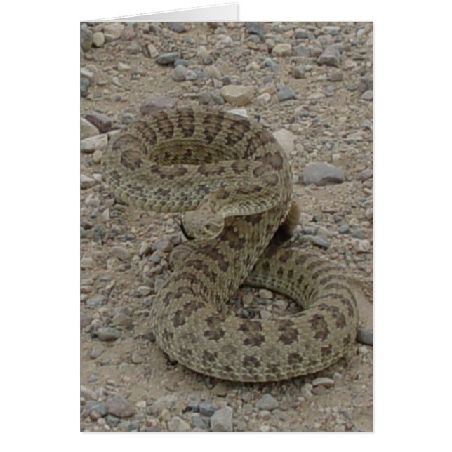 R9 Prairie Rattlesnake Coiled (Vorne)