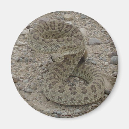 R9 Prairie Rattlesnake Coiled Magnet (Vorne)
