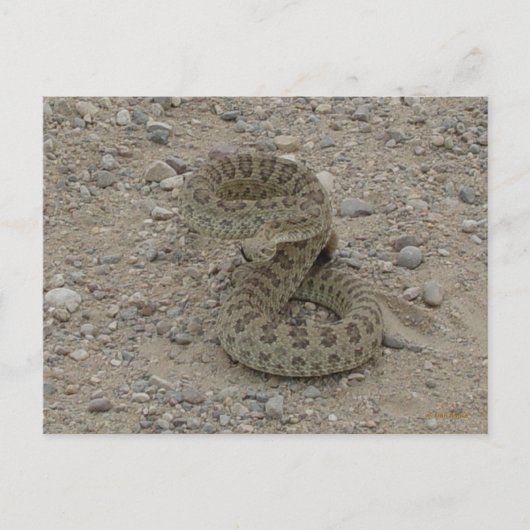 R9 Prairie Rattlesnake Coiled Postkarte (Vorderseite)