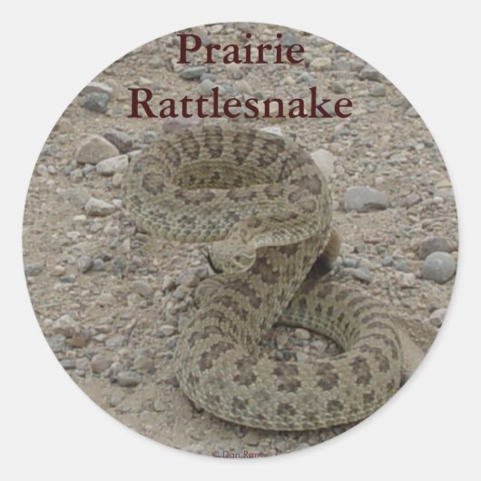 R9 Prairie Rattlesnake Coiled Runder Aufkleber (Vorderseite)