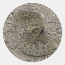 R9 Prairie Rattlesnake Coiled Runder Aufkleber