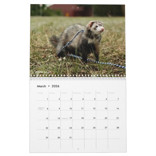 r/ferrets Calendar 3rd Edition (2025) Kalender (Mär 2026)