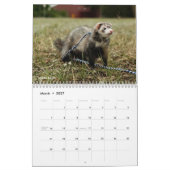 r/ferrets Calendar 3rd Edition (2025) Kalender (Mär 2027)
