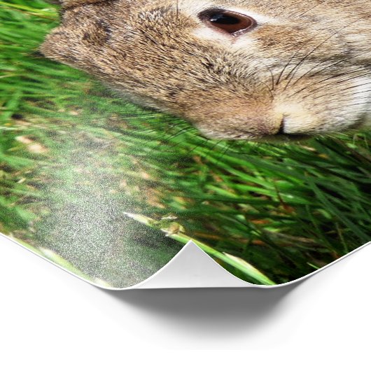 RABBBITS FOTODRUCK (Ecke)