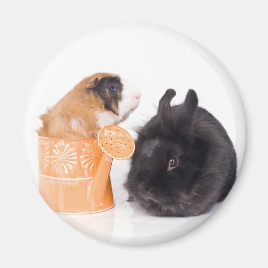 Rabbit and guinea pig magnet (Vorne)
