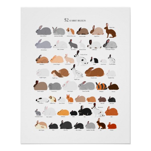 Rabbit breeds chart (Vorderseite)