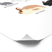 Rabbit breeds chart (Ecke)