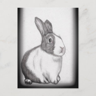 Rabbit Bunny White Fluffy Schwanz Long Oars Postca Postkarte