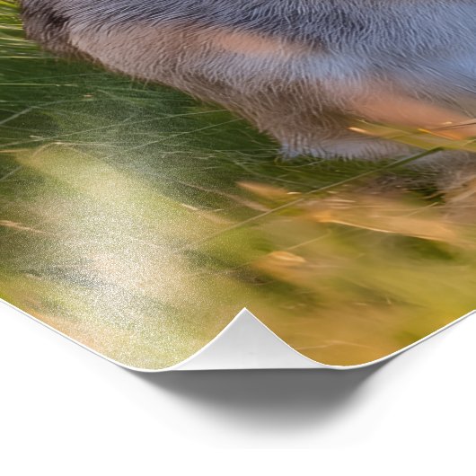 Rabbit Fotodruck (Ecke)