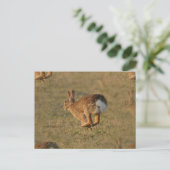 Rabbit Hopping Postcard Postkarte (Stehend Vorderseite)