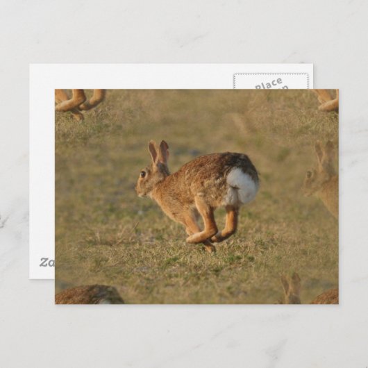 Rabbit Hopping Postcard Postkarte (Vorne/Hinten)