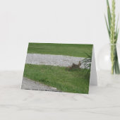 Rabbit Karte (Rückseite)