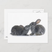 Rabbit Kiss Postkarte (Vorne/Hinten)