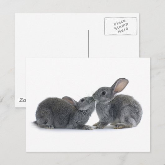 Rabbit Kiss Postkarte (Vorne/Hinten)