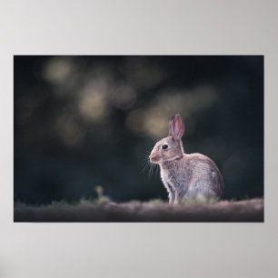 Rabbit Natur Foto Poster