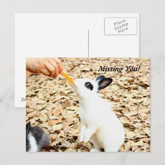 Rabbit Postcard Postkarte (Vorne/Hinten)