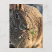 Rabbit Postcard Postkarte (Vorderseite)