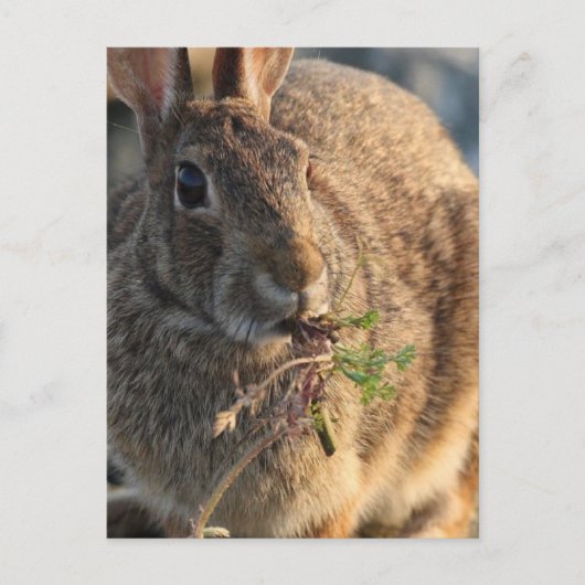 Rabbit Postcard Postkarte (Vorderseite)