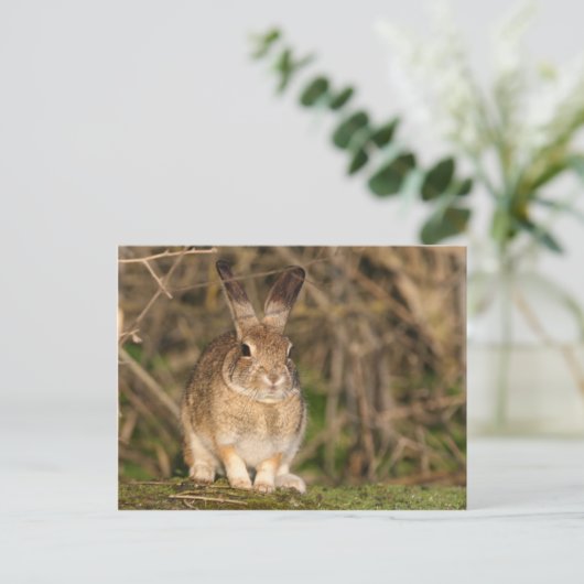Rabbit Postcard Postkarte (Stehend Vorderseite)