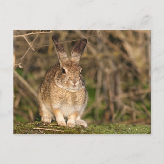 Rabbit Postcard Postkarte (Vorderseite)
