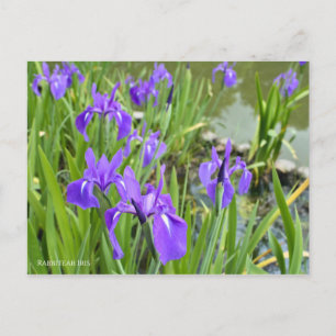 Rabbitear Iris Postcard ポ ス ト ド Postkarte