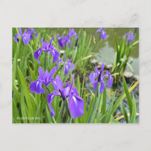 Rabbitear Iris Postcard ポ ス ト ド Postkarte