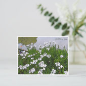 Rabbitear Iris Postkarte (Stehend Vorderseite)