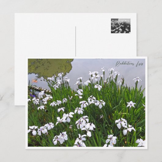 Rabbitear Iris Postkarte (Vorne/Hinten)