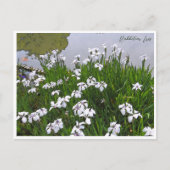Rabbitear Iris Postkarte (Vorderseite)